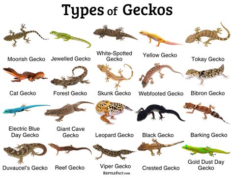 geikos|different types of geckos.